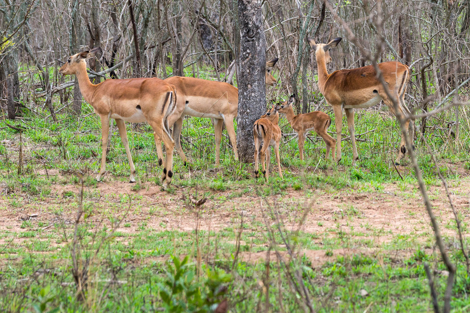 20161113 162643 Impalas